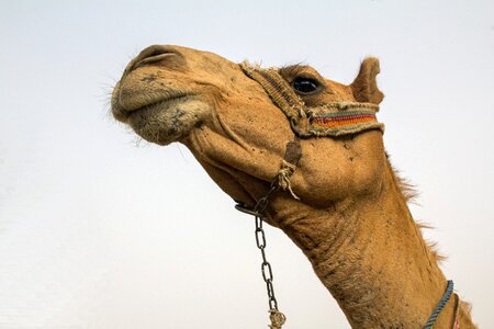 Egypt mammals travel