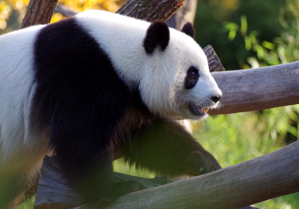 Bamboo zoo fur
