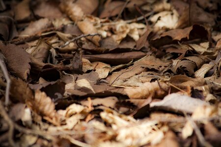 Natural leaf dry leaves photo