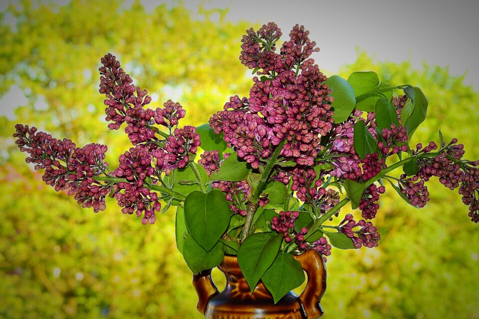 Lilac flower plant nature