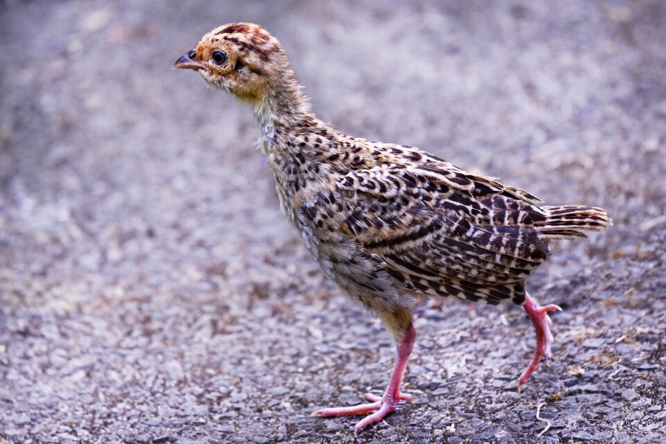 Animal bird wildlife