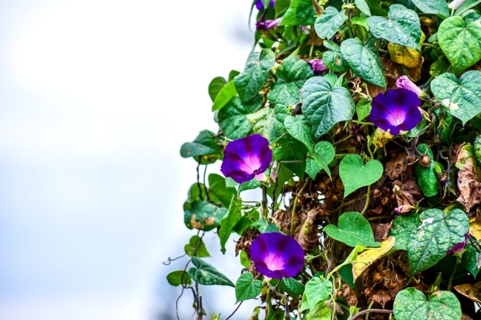 Violet purple petals