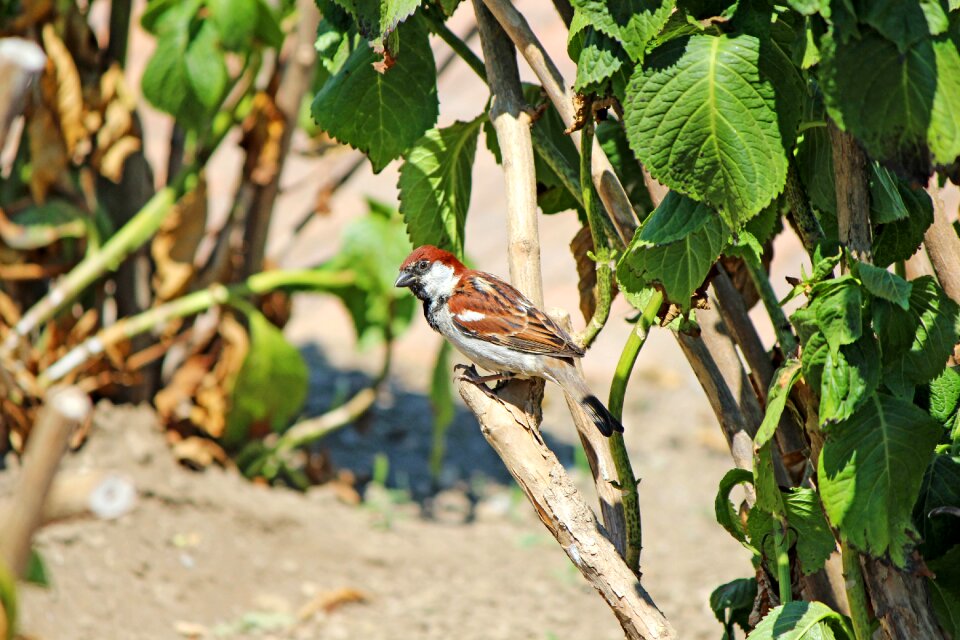 Sperling bird sitting