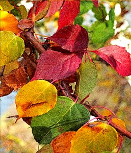 Fall colors season seasons of the year