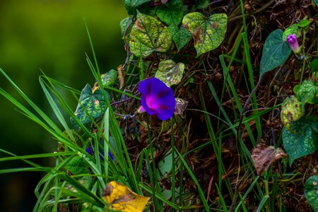 Violet purple petals