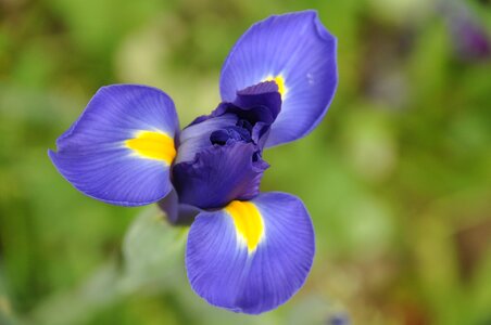 Summer garden flower of iris
