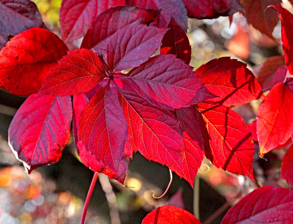Fall colors season seasons of the year