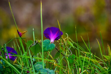 Violet purple petals photo