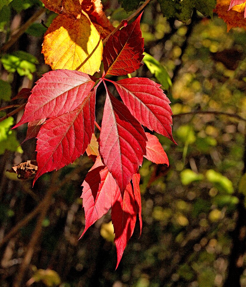 Fall colors season seasons of the year