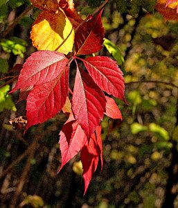 Fall colors season seasons of the year