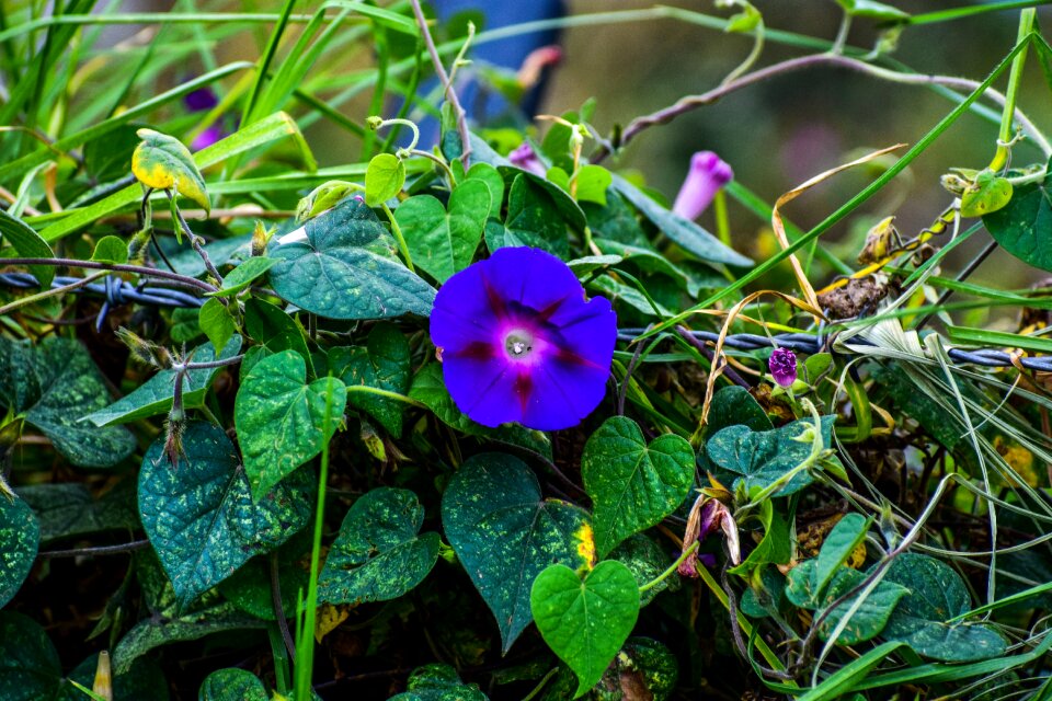 Violet purple petals