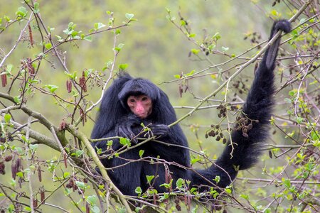 Primates great ape animals
