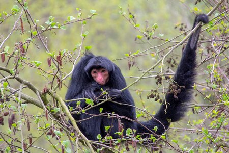 Primates great ape animals photo