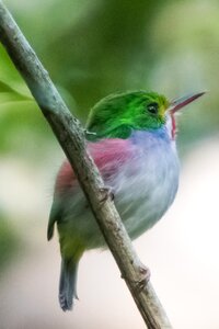 Cartacuba bird birding photo