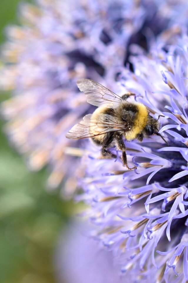 Thistle nature blossom