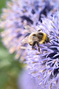 Thistle nature blossom photo