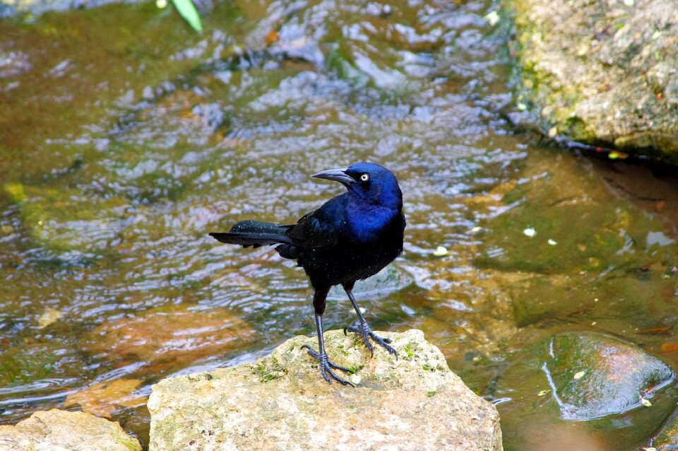 Nature wildlife black