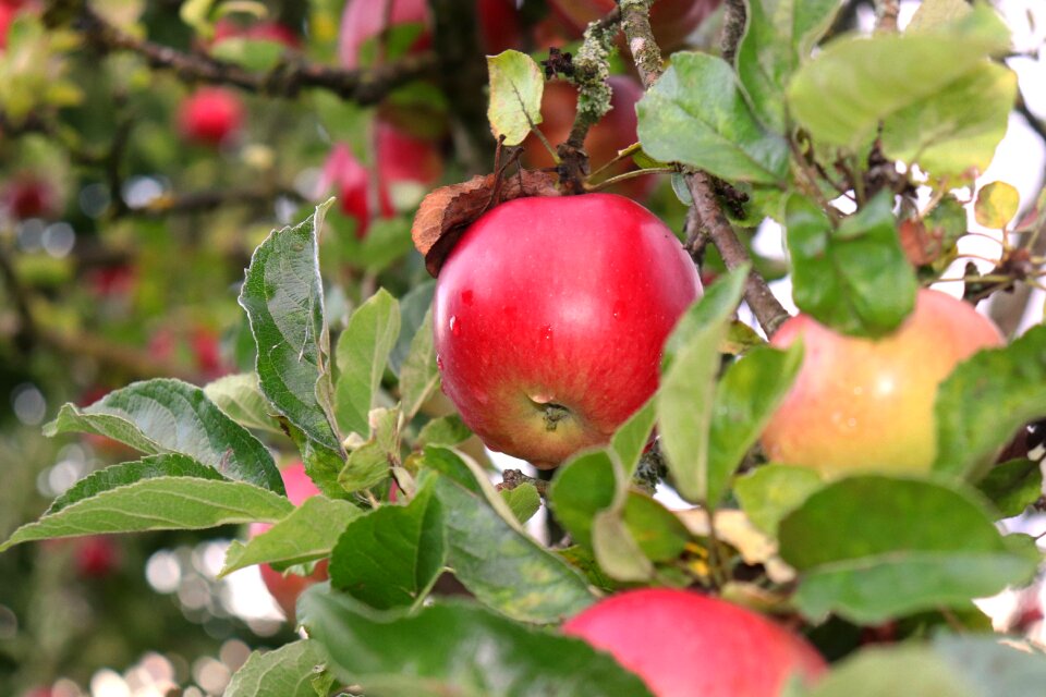 Orchard healthy harvest