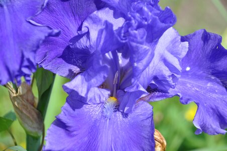 Purple spring garden photo