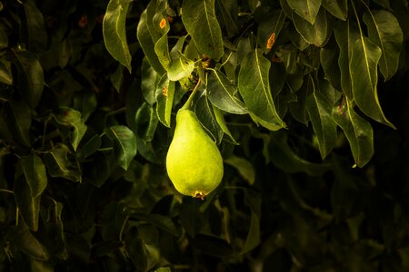 Plant light fruit photo