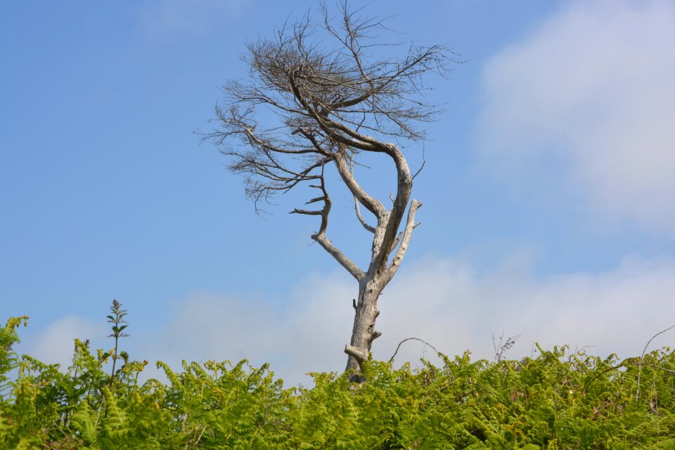 Natural landscape cloudy blue sky tree branch dead