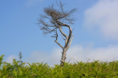 Natural landscape cloudy blue sky tree branch dead