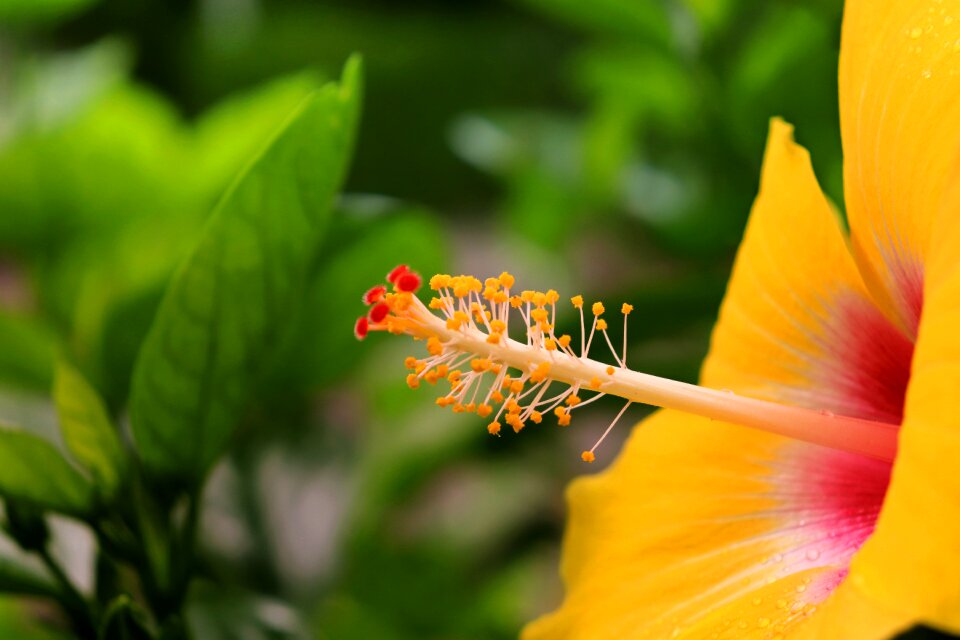 Bloom nature plant