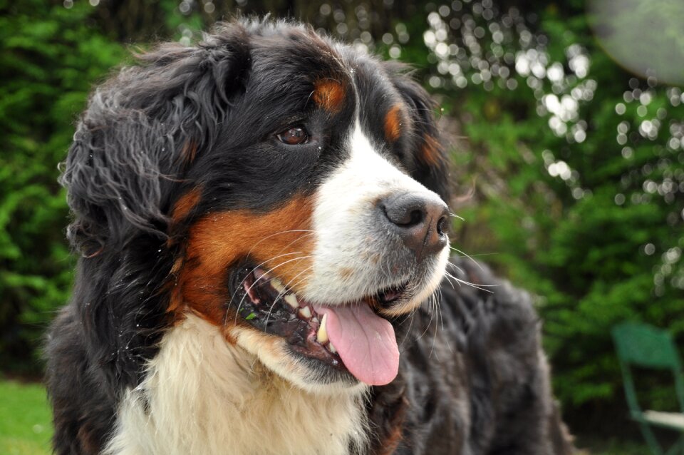 Animal big dog nature