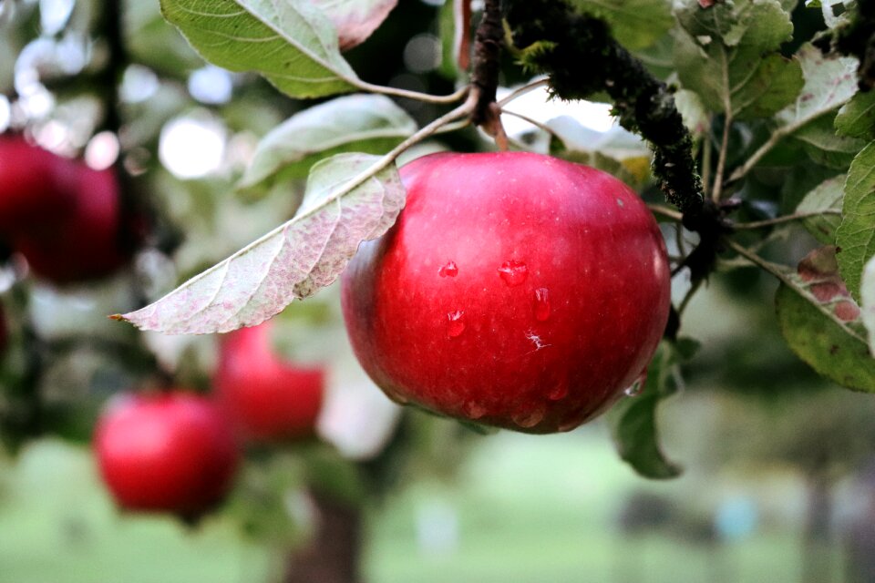 Orchard healthy harvest