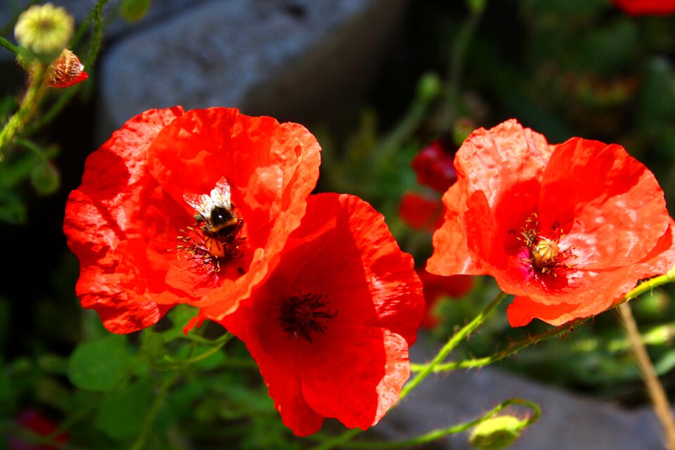 Poppy summer garden