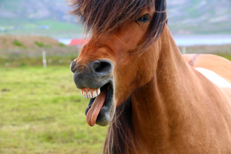 Wild iceland head