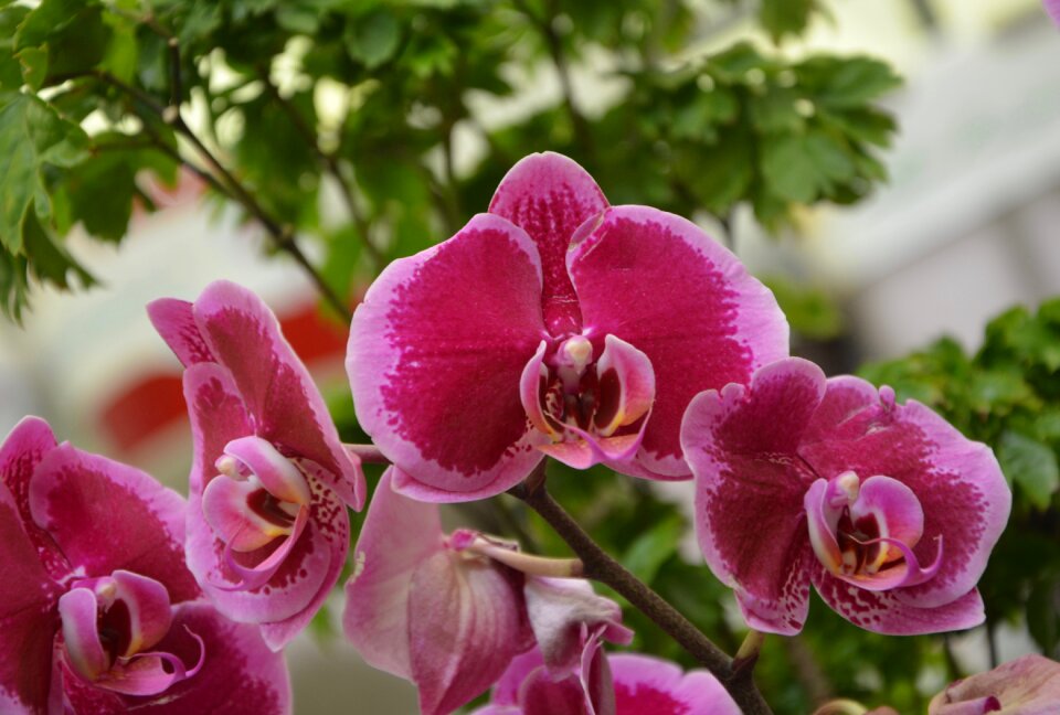Nature offer flowering