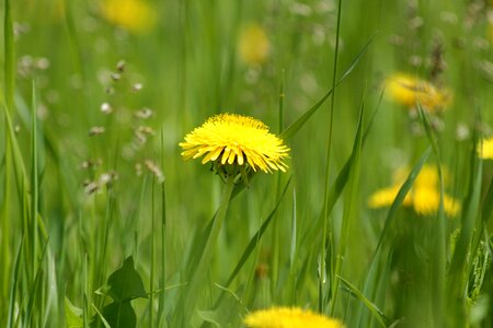 Pollen nature bloom photo