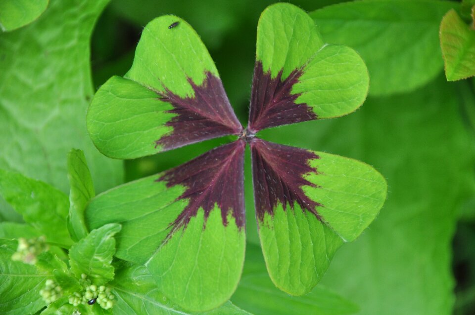 Prairie field flower
