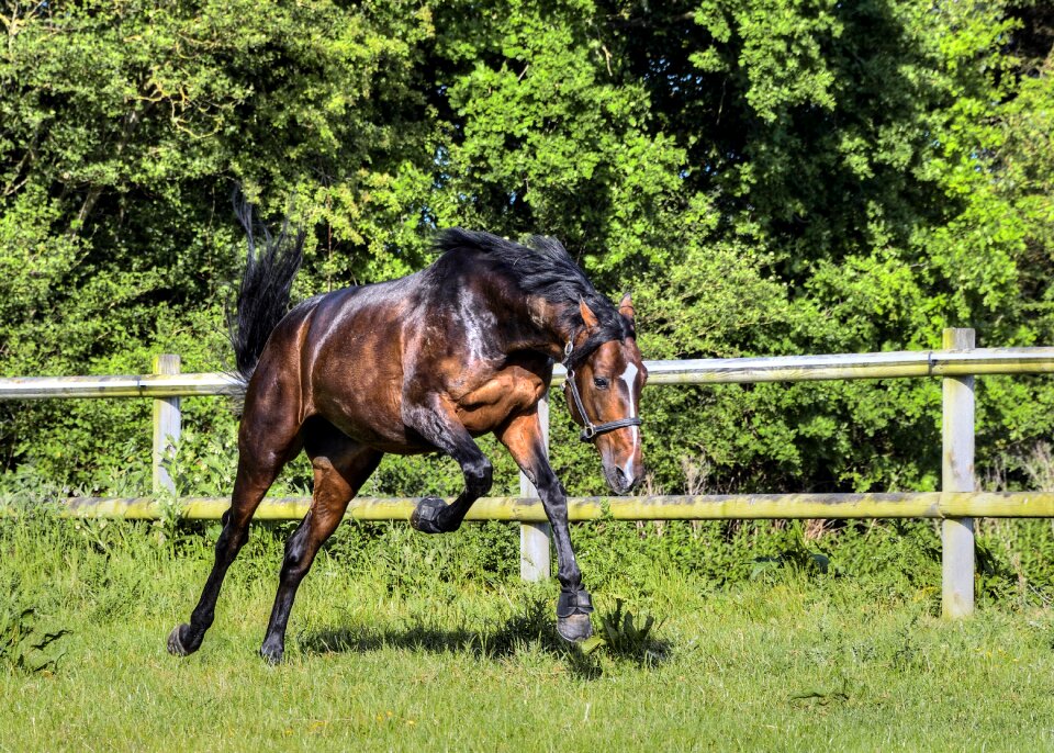 Paddock animal nature