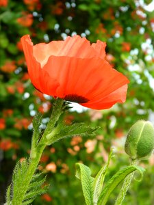 Nature plant blossom
