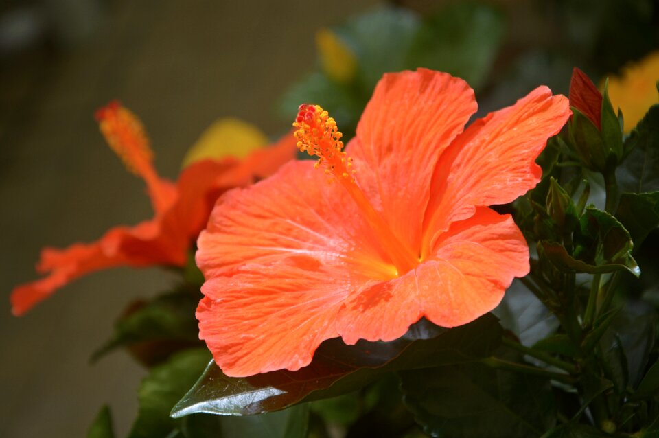 Nature flowering garden