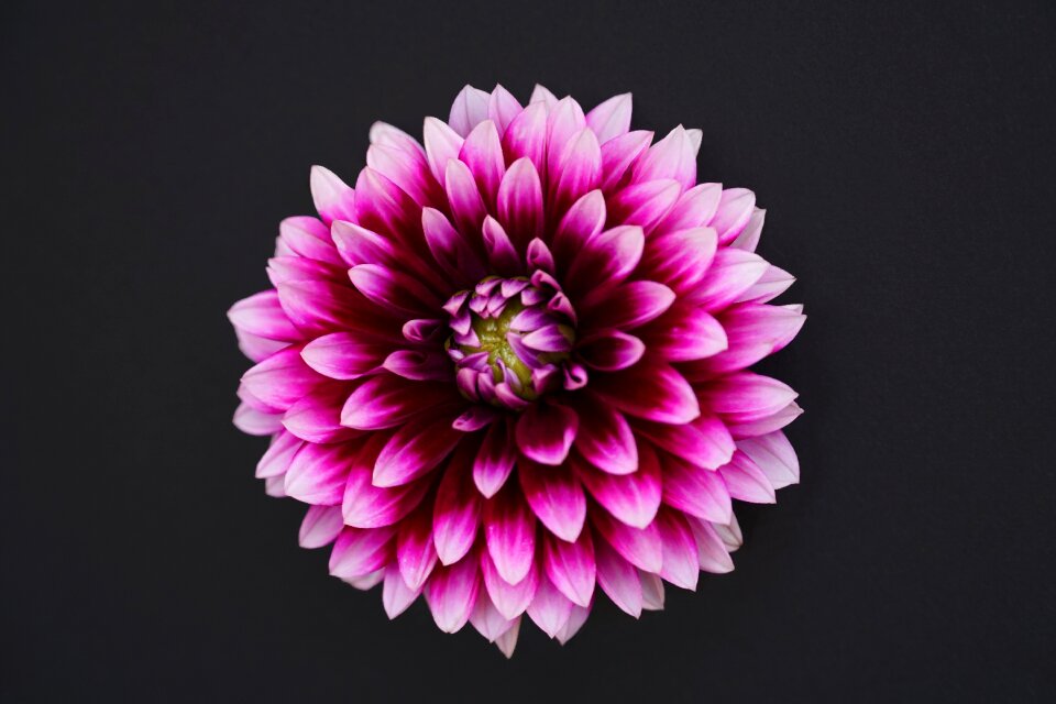 Black background blossom bloom