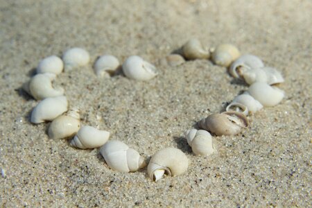 Seashell shoreline ocean