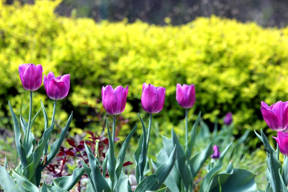 Nature bloom garden