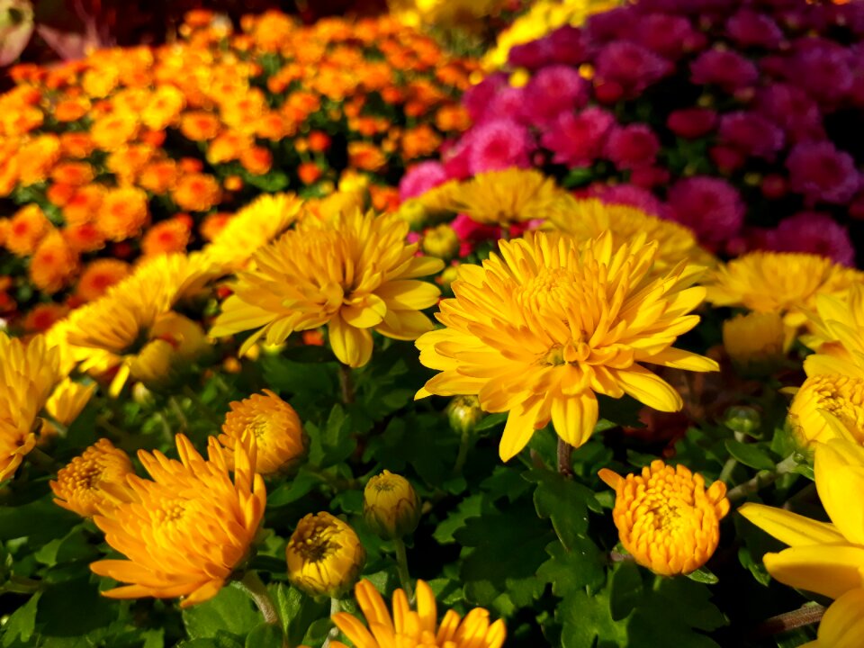 Flower garden nature autumn