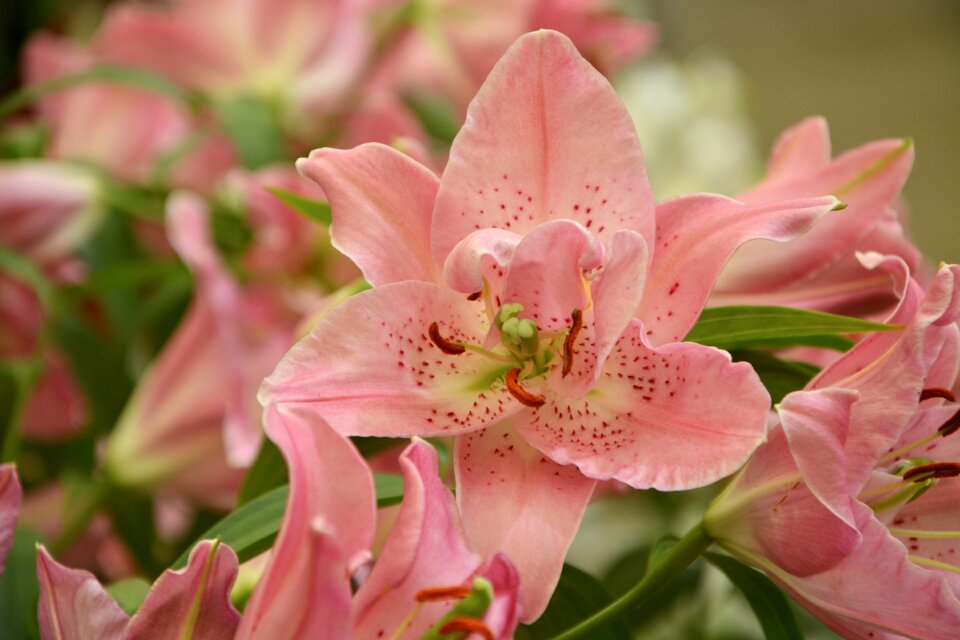 Exotic plant exotic flower