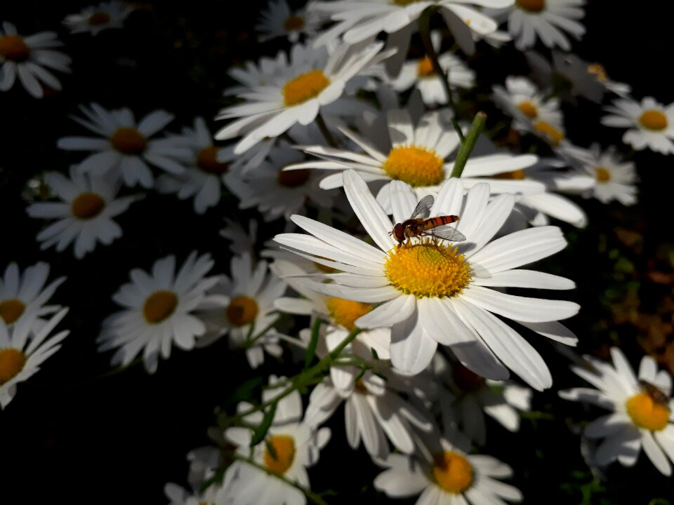 Nature plants wildflower