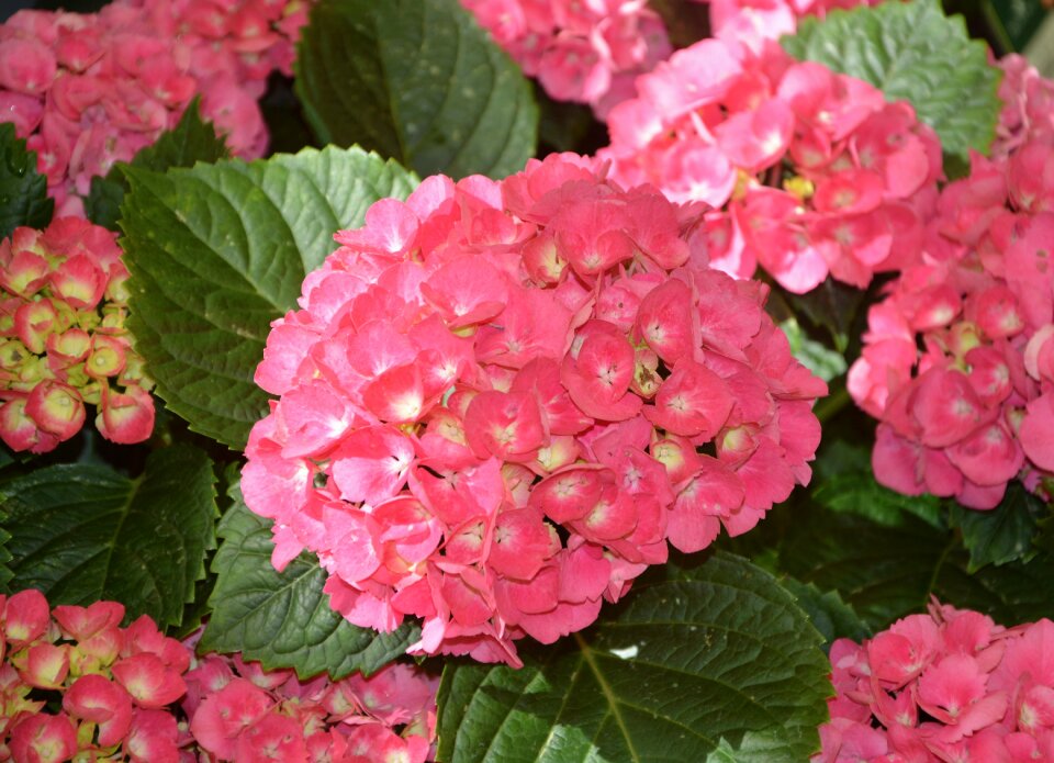 Massif plant flower