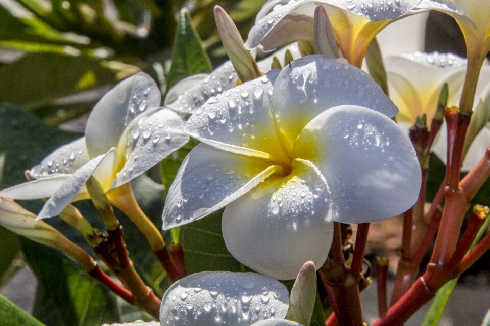 Nature plant flowers