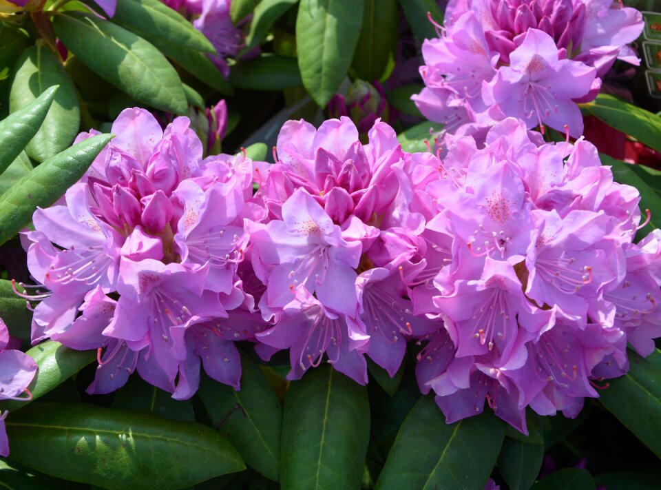 Plant purple rhododendron