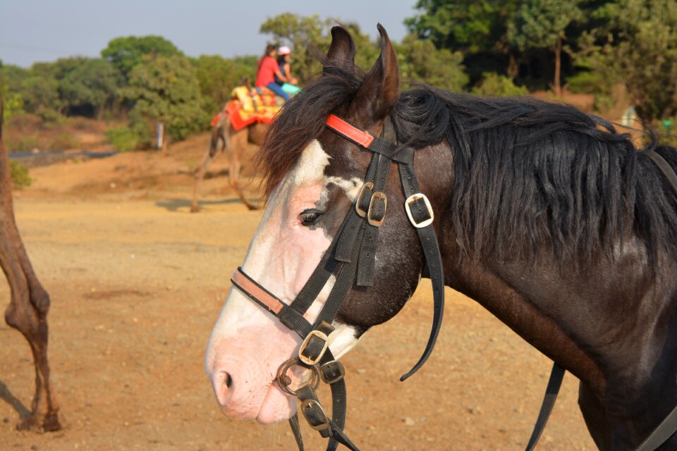 Stallion mare mammal