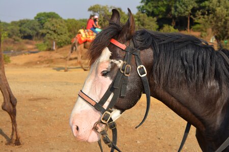 Stallion mare mammal