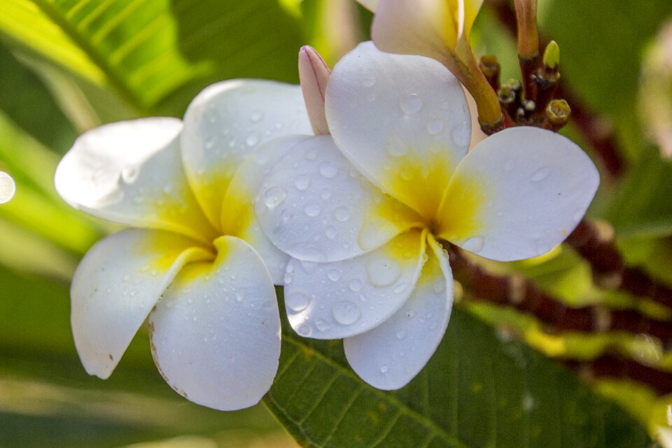 Nature plant flowers