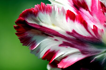 Flower spring beauty